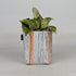 Upcycled Handcrafted Small Grow Pot (GPS0626-001) PS_W